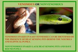 venomous vs non